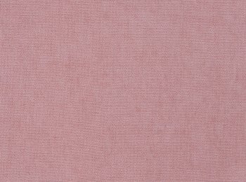 Photo of vellutino rose